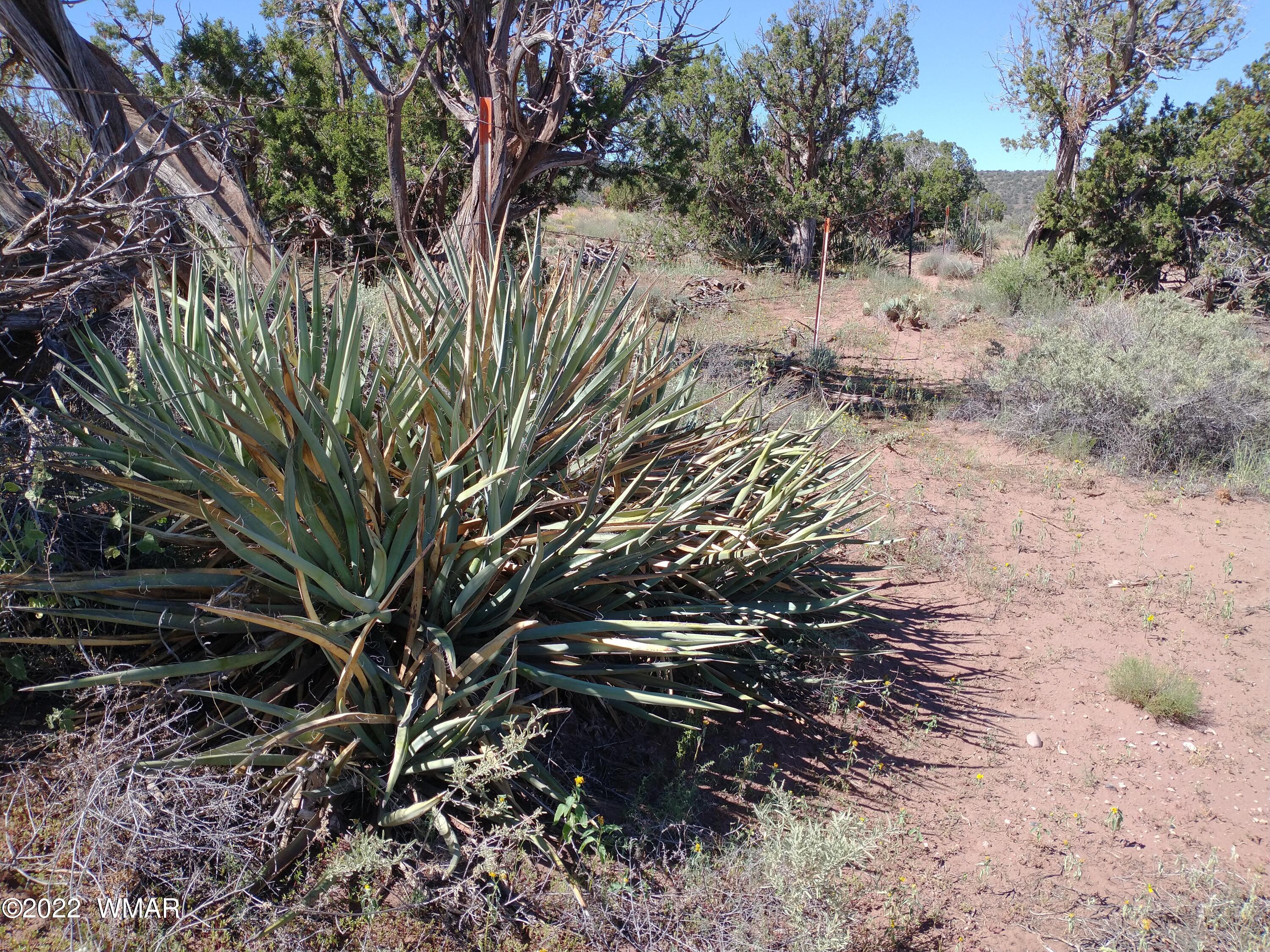 4056 Sorrel Road Snowflake, AZ 85937 - Photo 11 of 16 a view of a tree in a yard