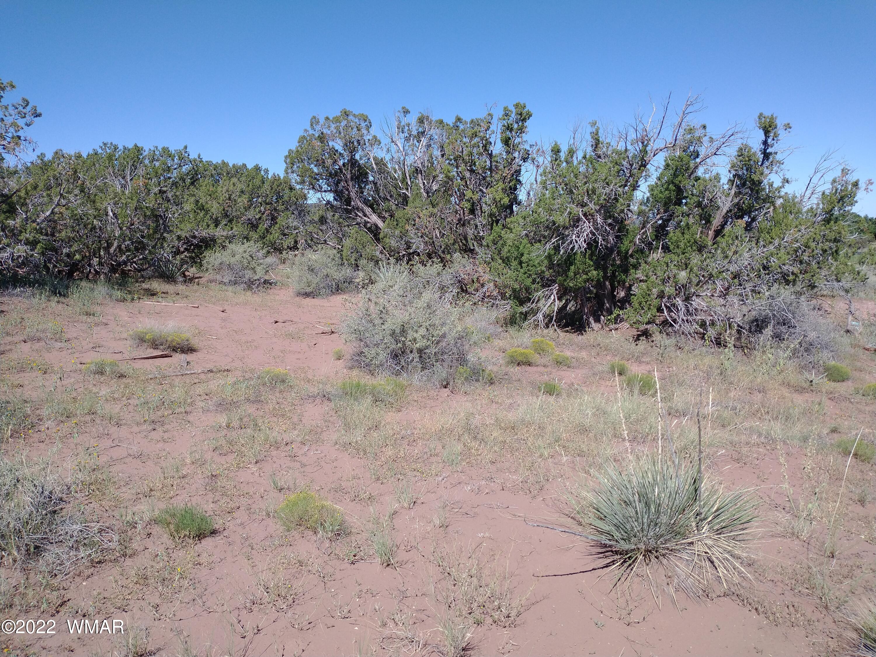 4056 Sorrel Road Snowflake, AZ 85937 - Photo 3 of 16 a view of a dry yard with trees in the background