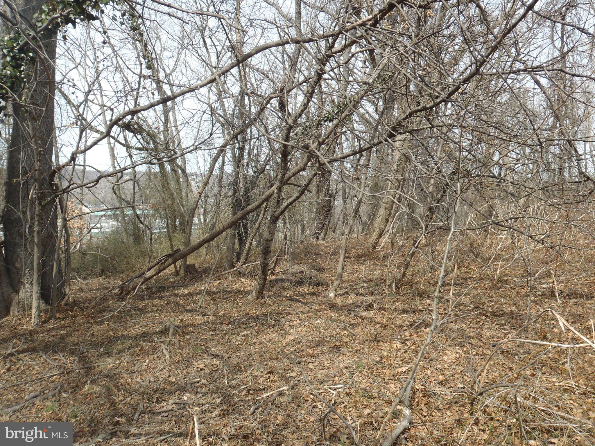 1001 Broadview Road Fort Washington, MD 20744 - Photo 3 of 3 a view of a yard with large trees