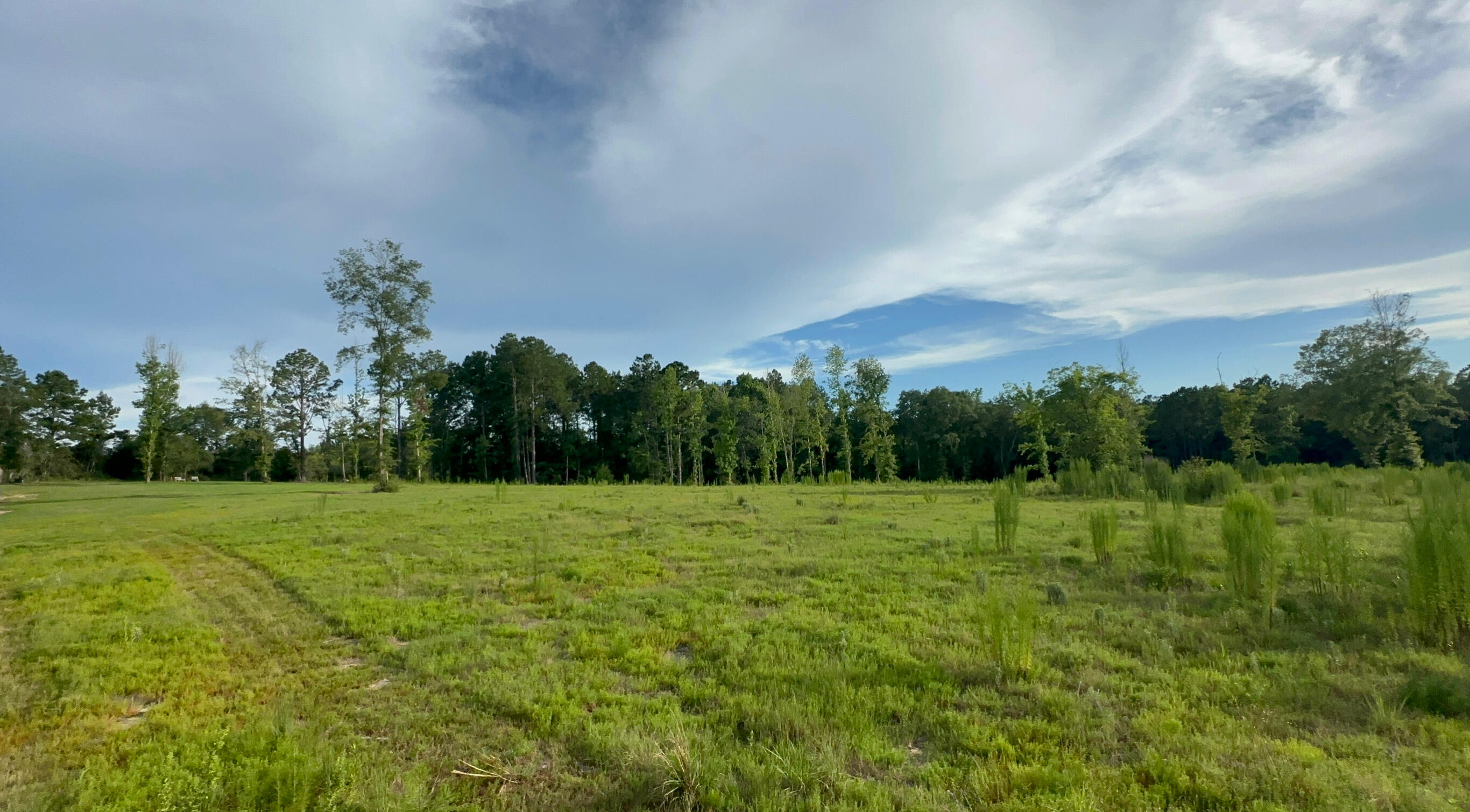 444-01 Tall Oaks Road DeFuniak Springs, FL 32435 - Photo 5 of 15 a view of field with tall trees