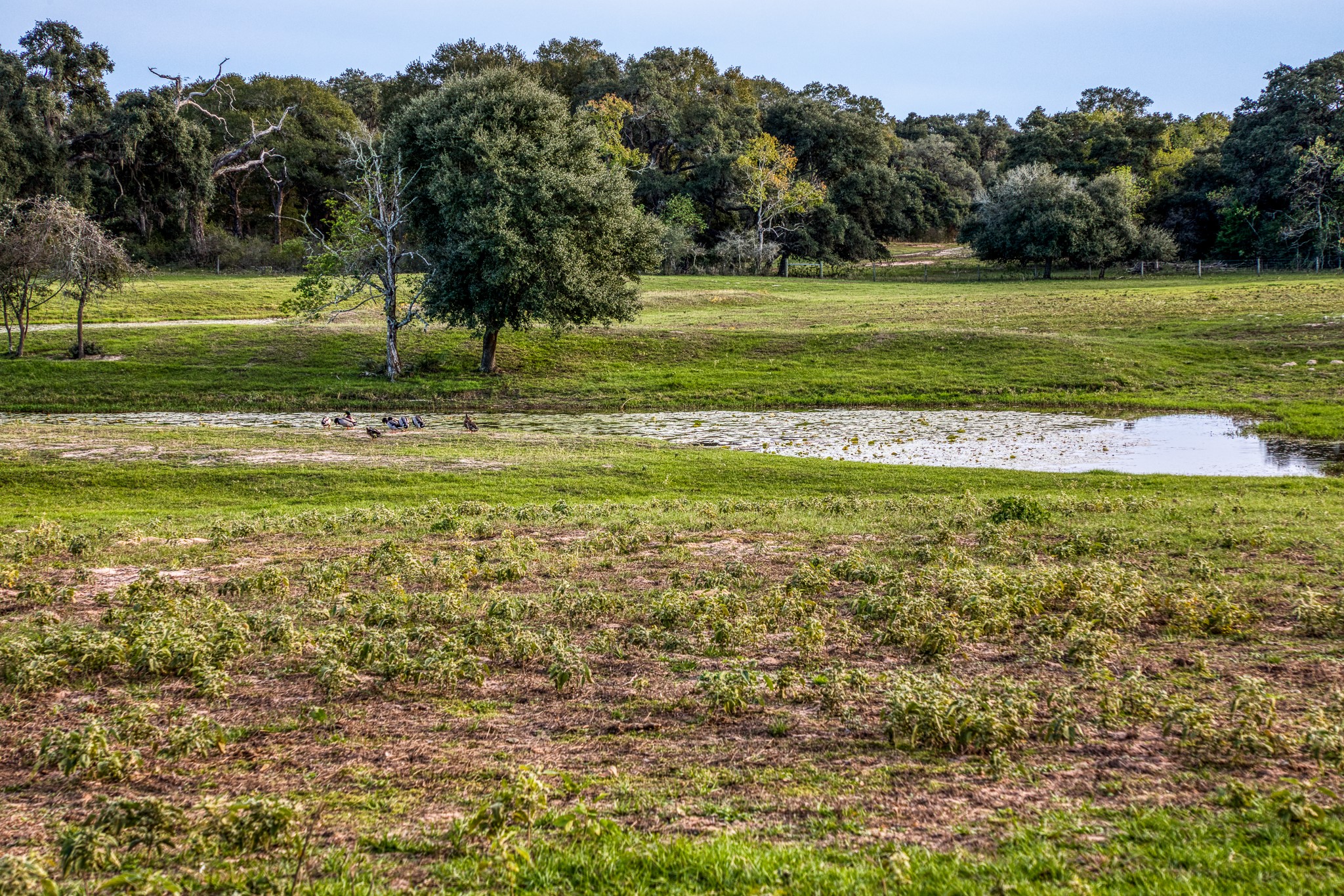 1224 Haines Road Sheridan, TX 77475 - Photo 5 of 49