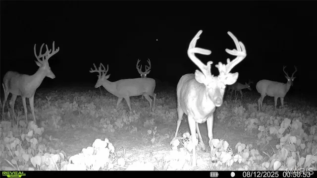 $1,149,400 | 0 Highway D - Tract 4 (82.1 /- Acres) Eolia Mo 63344, Eolia, MO 63344