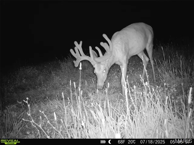 $1,149,400 | 0 Highway D - Tract 4 (82.1 /- Acres) Eolia Mo 63344, Eolia, MO 63344