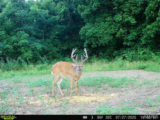 $1,149,400 | 0 Highway D - Tract 4 (82.1 /- Acres) Eolia Mo 63344, Eolia, MO 63344