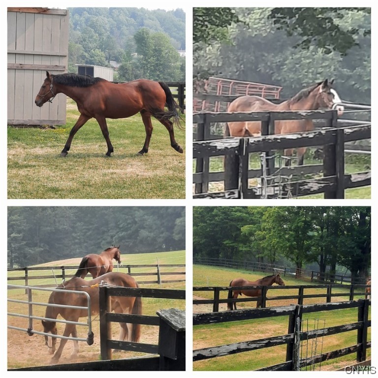 3635 Potash Hill Road Vernon, NY 13477 - Photo 9 of 46 Happy Horses. Multiple Fenced Paddocks