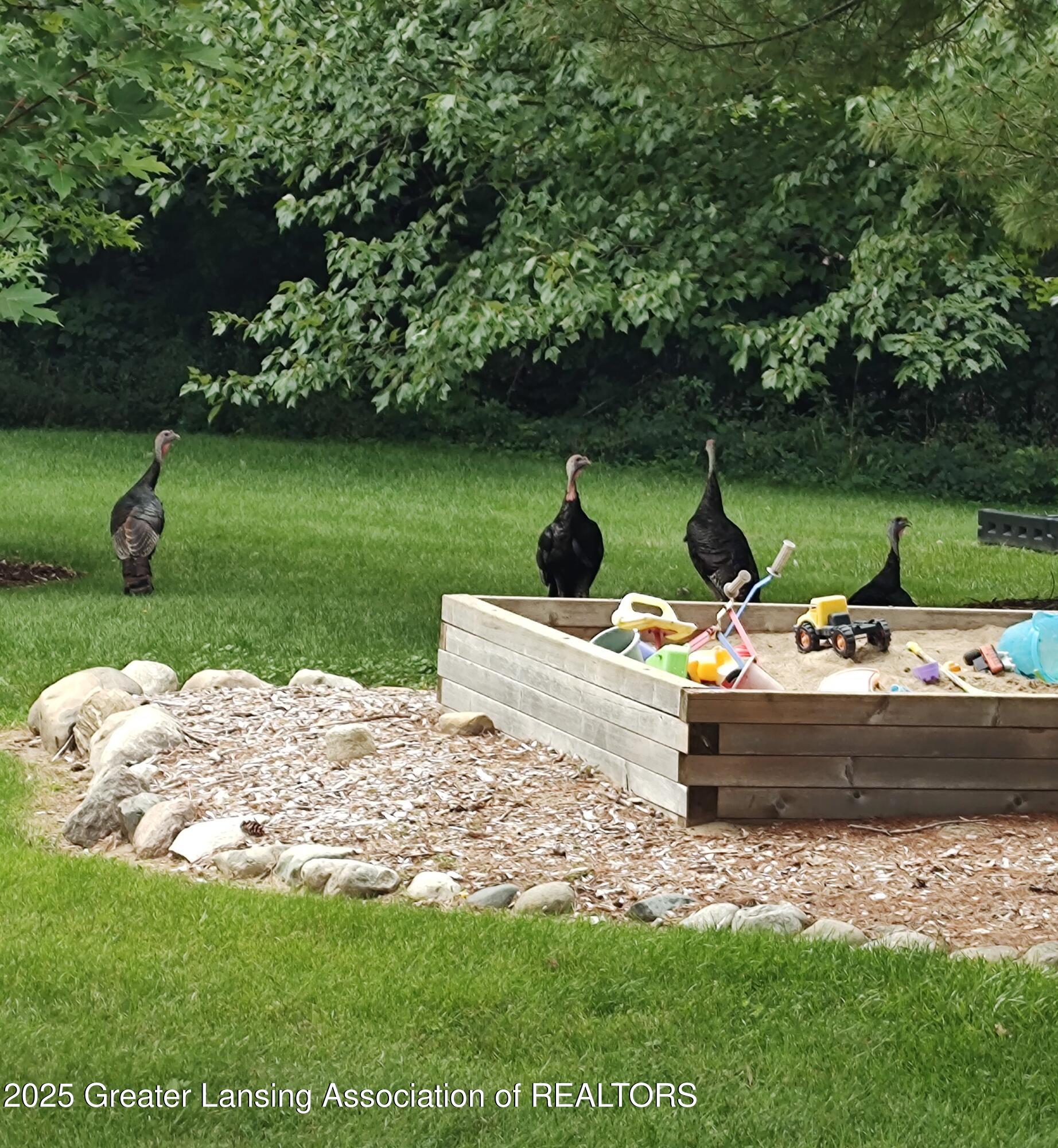 2865 Hagadorn Road Mason, MI 48854 - Photo 122 of 133 Turkeys visit the play area