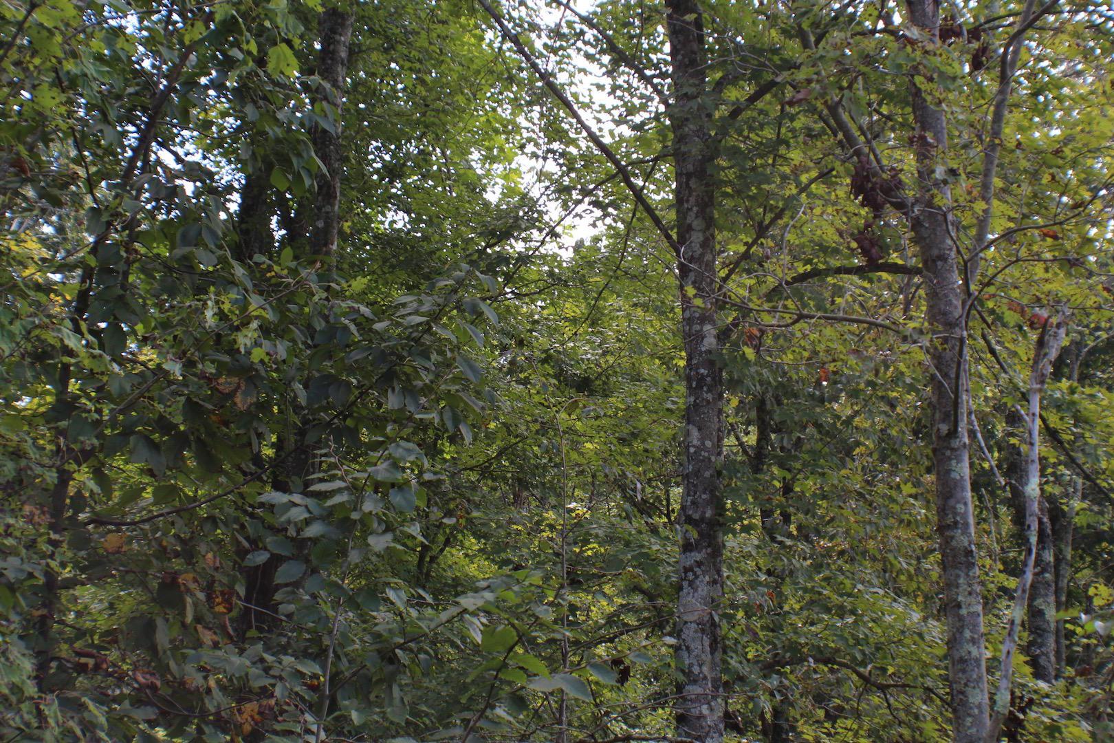 0 McCune Cemetery Road Jackson, OH 45640 - Photo 17 of 26
