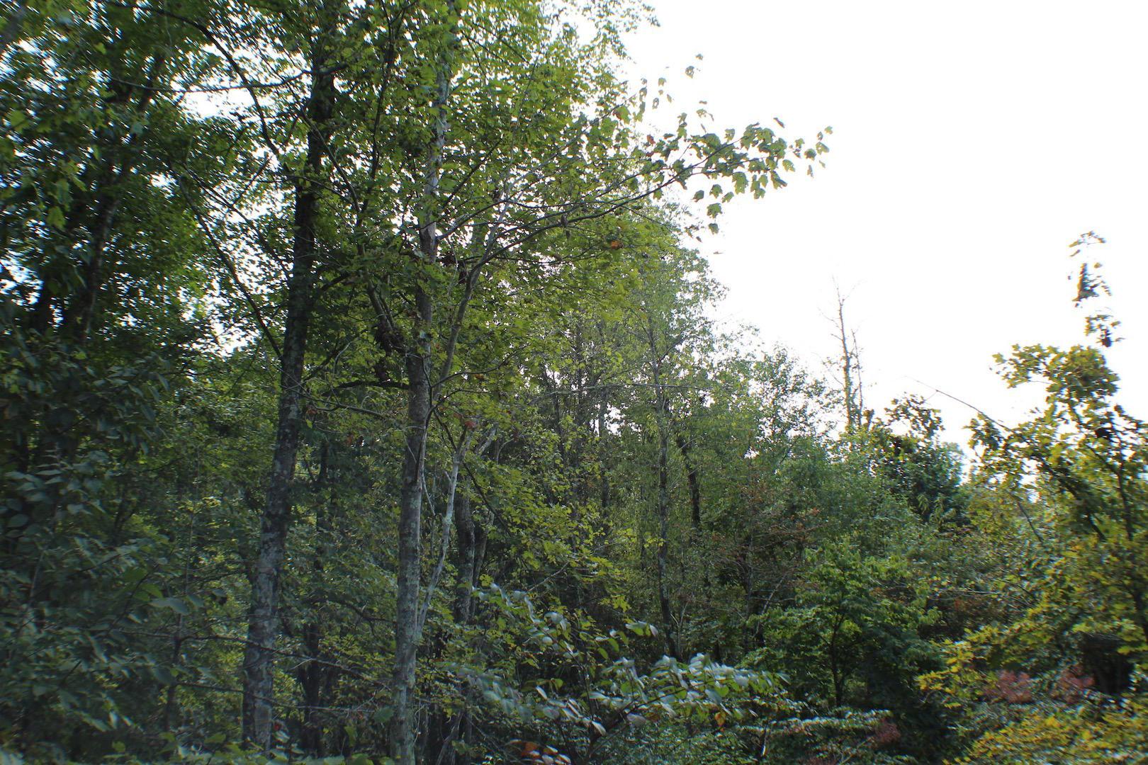 0 McCune Cemetery Road Jackson, OH 45640 - Photo 18 of 26