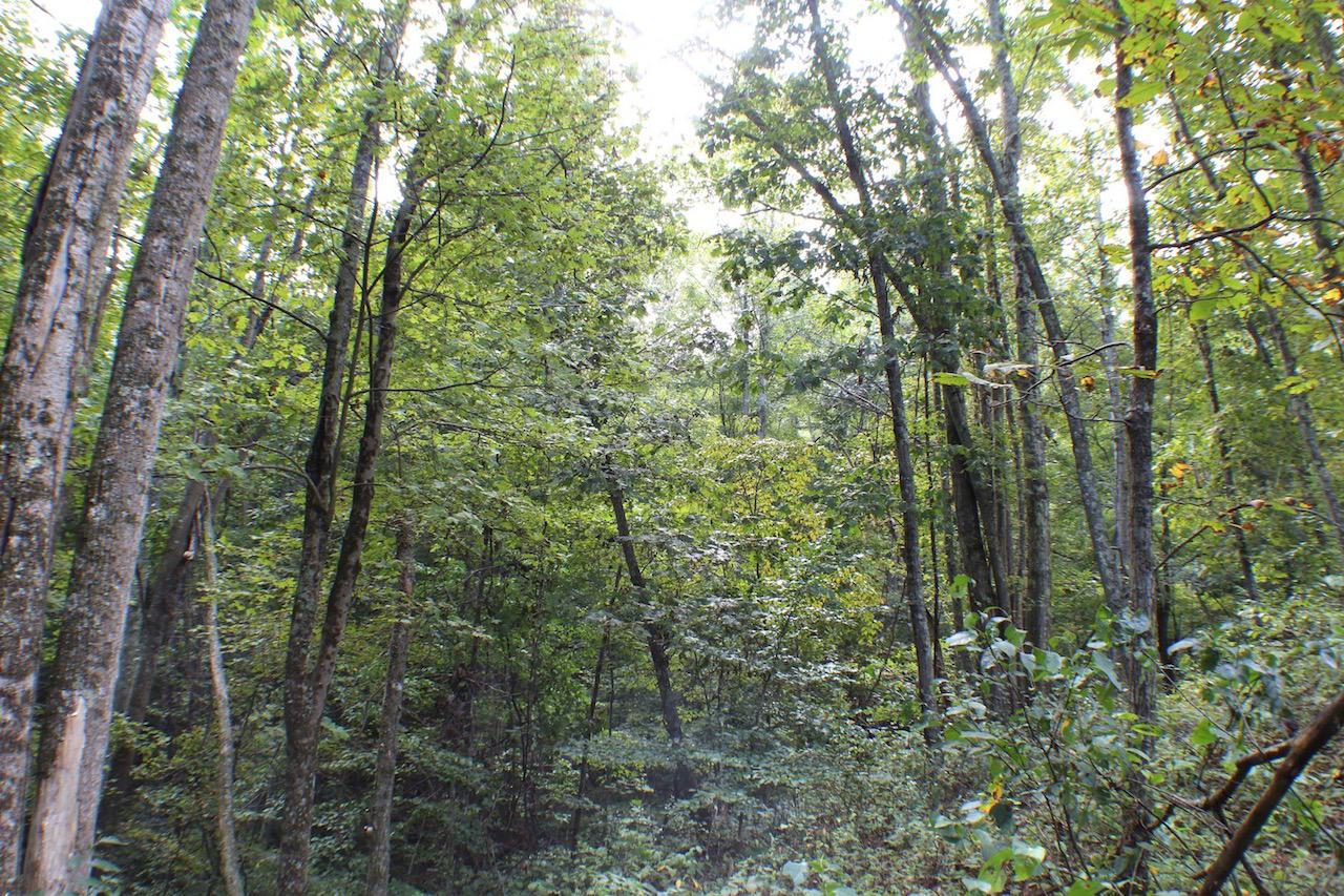 0 McCune Cemetery Road Jackson, OH 45640 - Photo 21 of 26