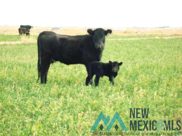 270-1 Onsurez Road Loving, NM 88256 - Photo 51 of 75 Gallery Image 51