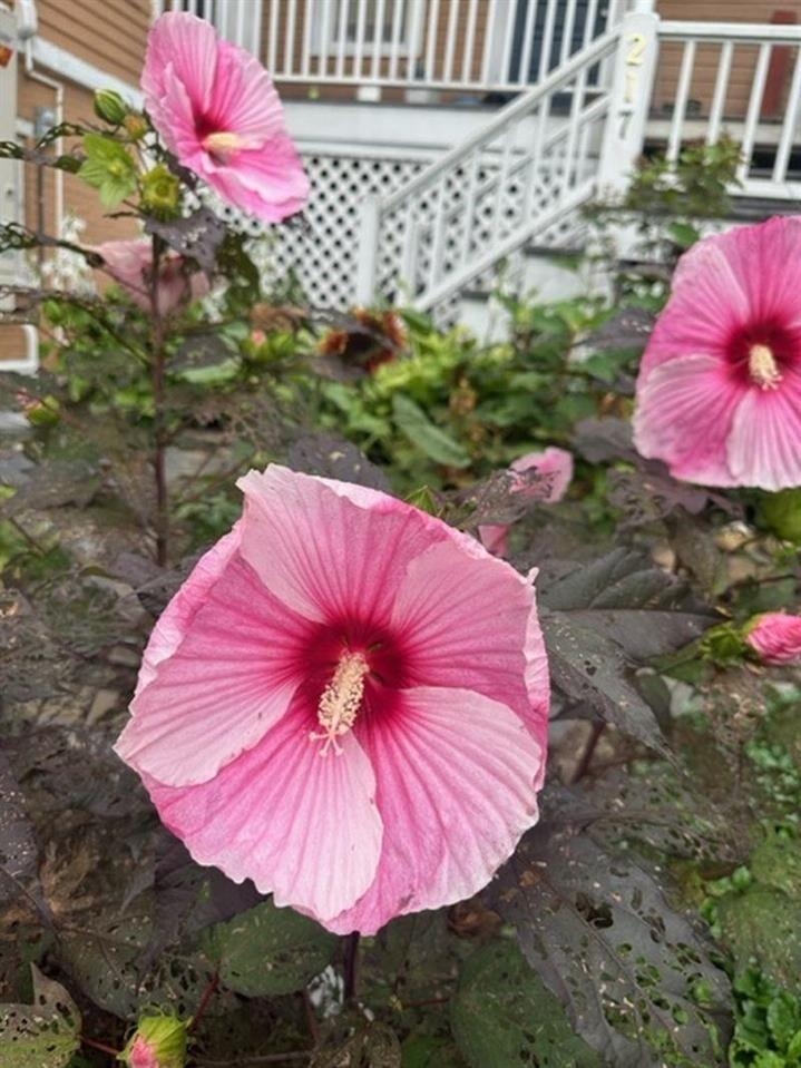 219 High Street, Unit 3 Brattleboro, VT 05301 - Photo 18 of 23