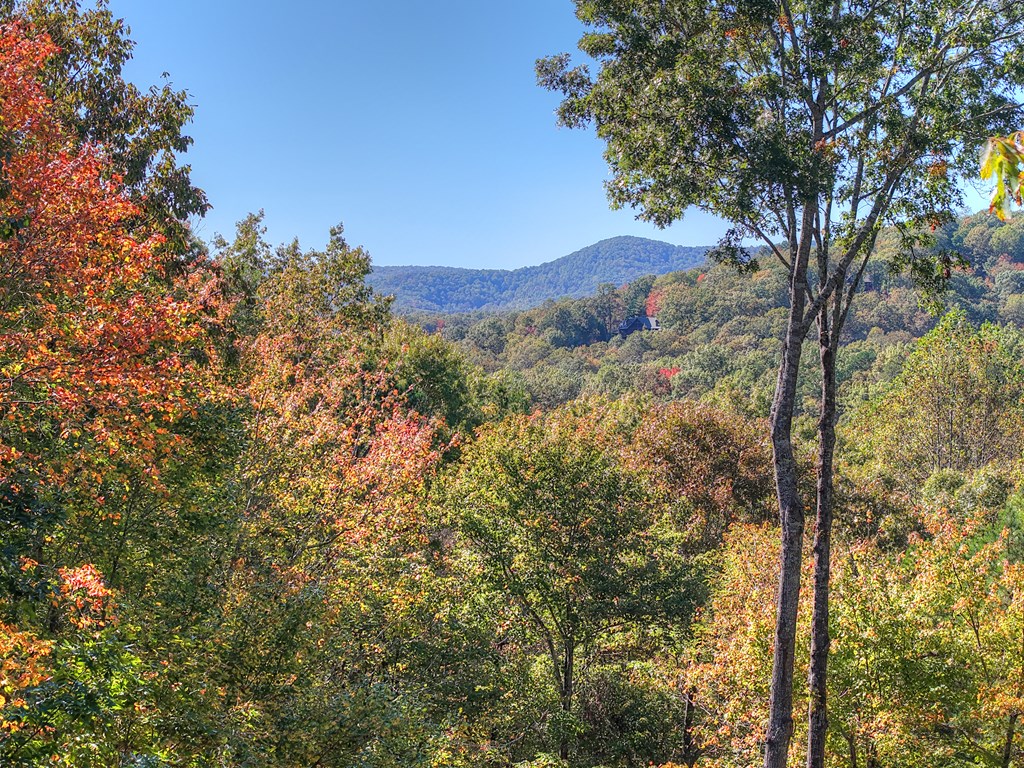 240 Lower Prince Mountain Road Cherry Log, GA 30522 - Photo 12 of 45 a view of a forest with a tree in the background