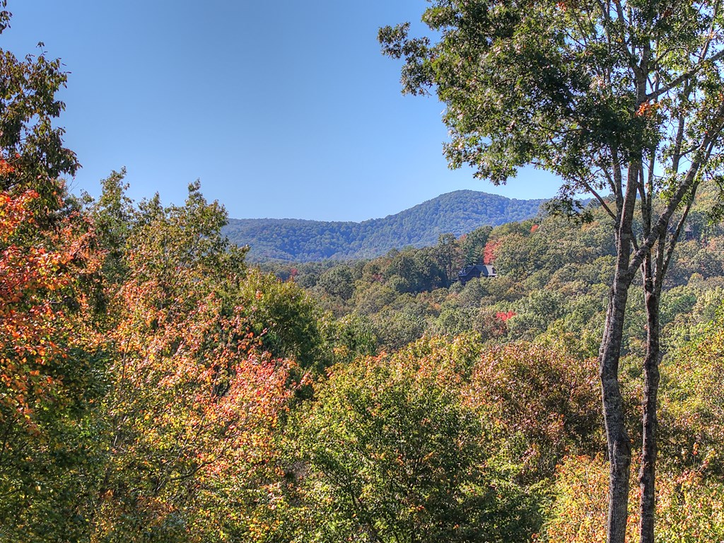 240 Lower Prince Mountain Road Cherry Log, GA 30522 - Photo 2 of 45 a view of a forest with a tree in the background