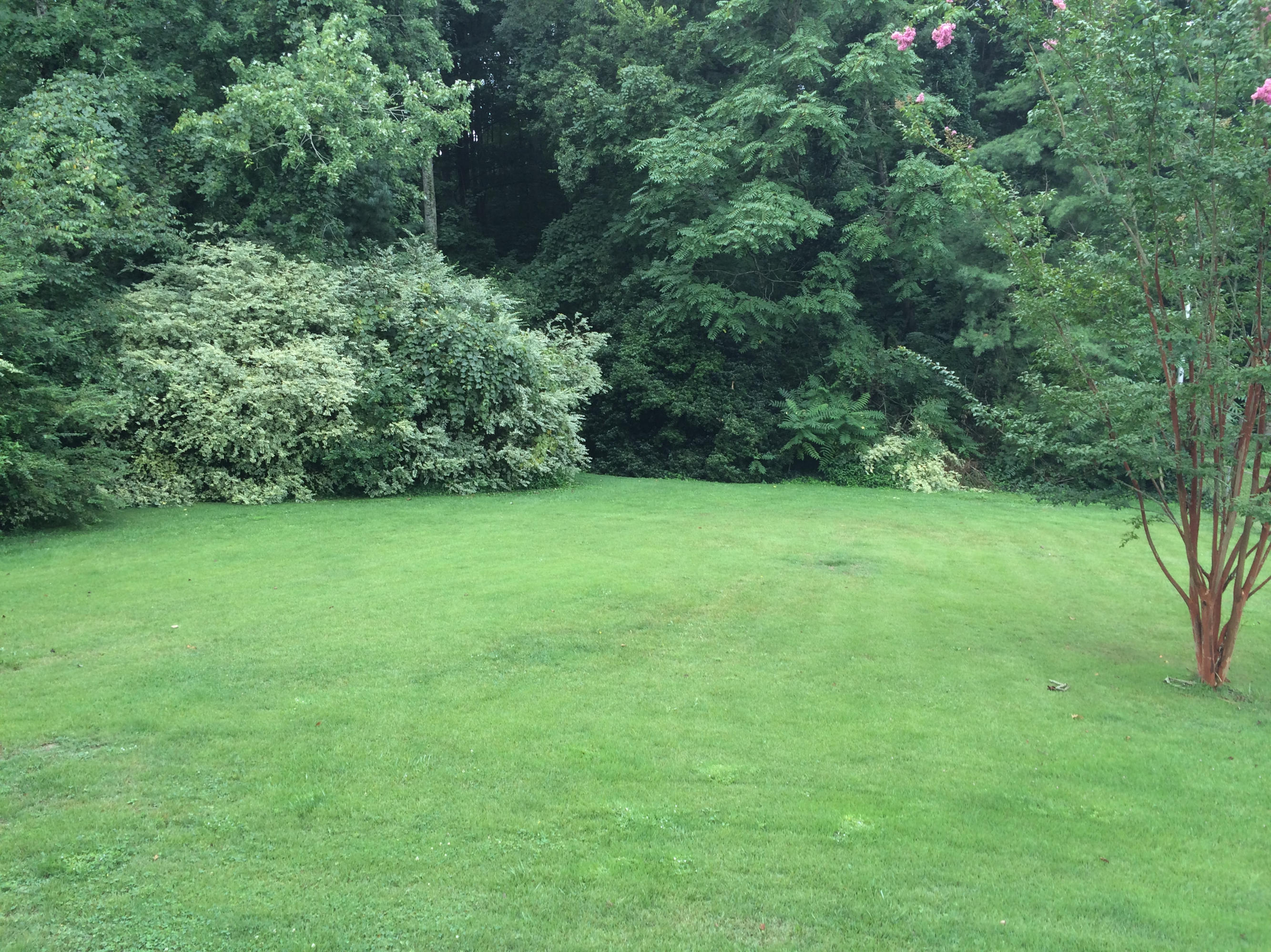 4724 Springbrook Road Knoxville, TN 37921 - Photo 9 of 10 Backyard