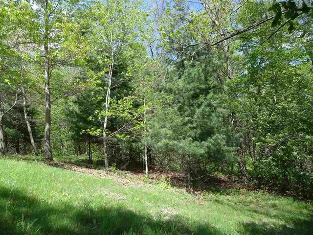 a view of a lush green forest