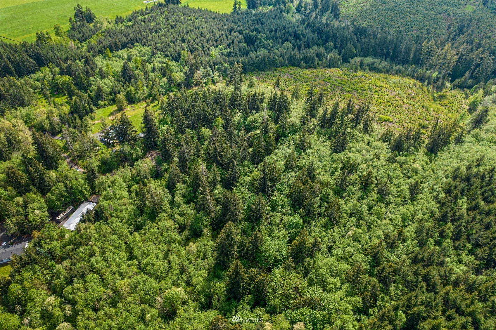 221 Valley Ridge Road Chehalis, WA 98532 - Photo 10 of 10 a view of a yard with plants and large trees