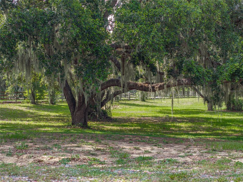 914 Mangham Road Babson Park, FL 33827 - Photo 65 of 73