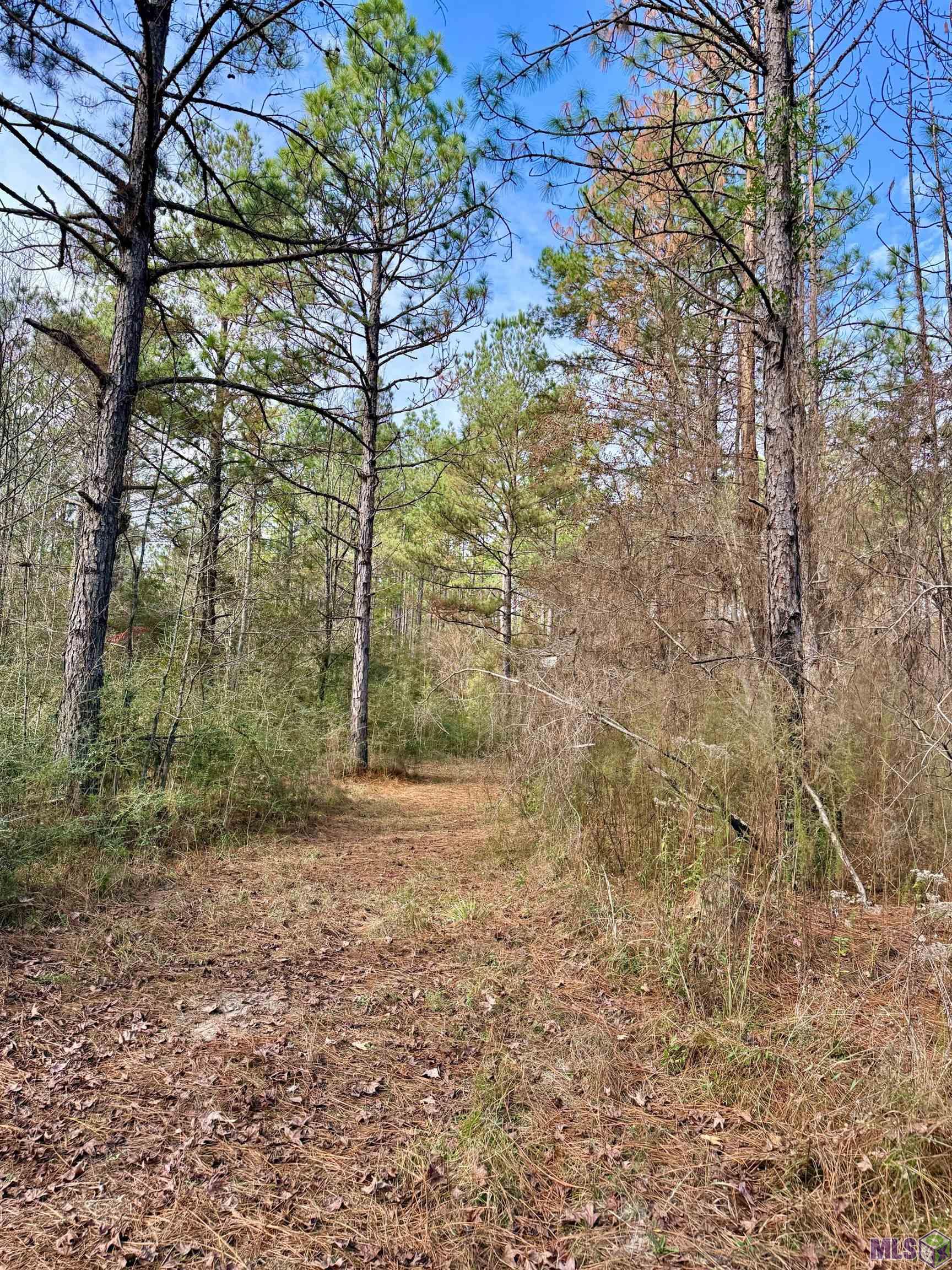 3947 Purvis Columbia Road Lumberton, MS 39455 - Photo 23 of 44 Gallery Image 23