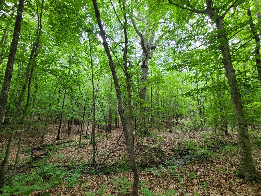 Knights View, Unit 10 Buckingham, VA 23921 - Photo 11 of 27 Gallery Image 11