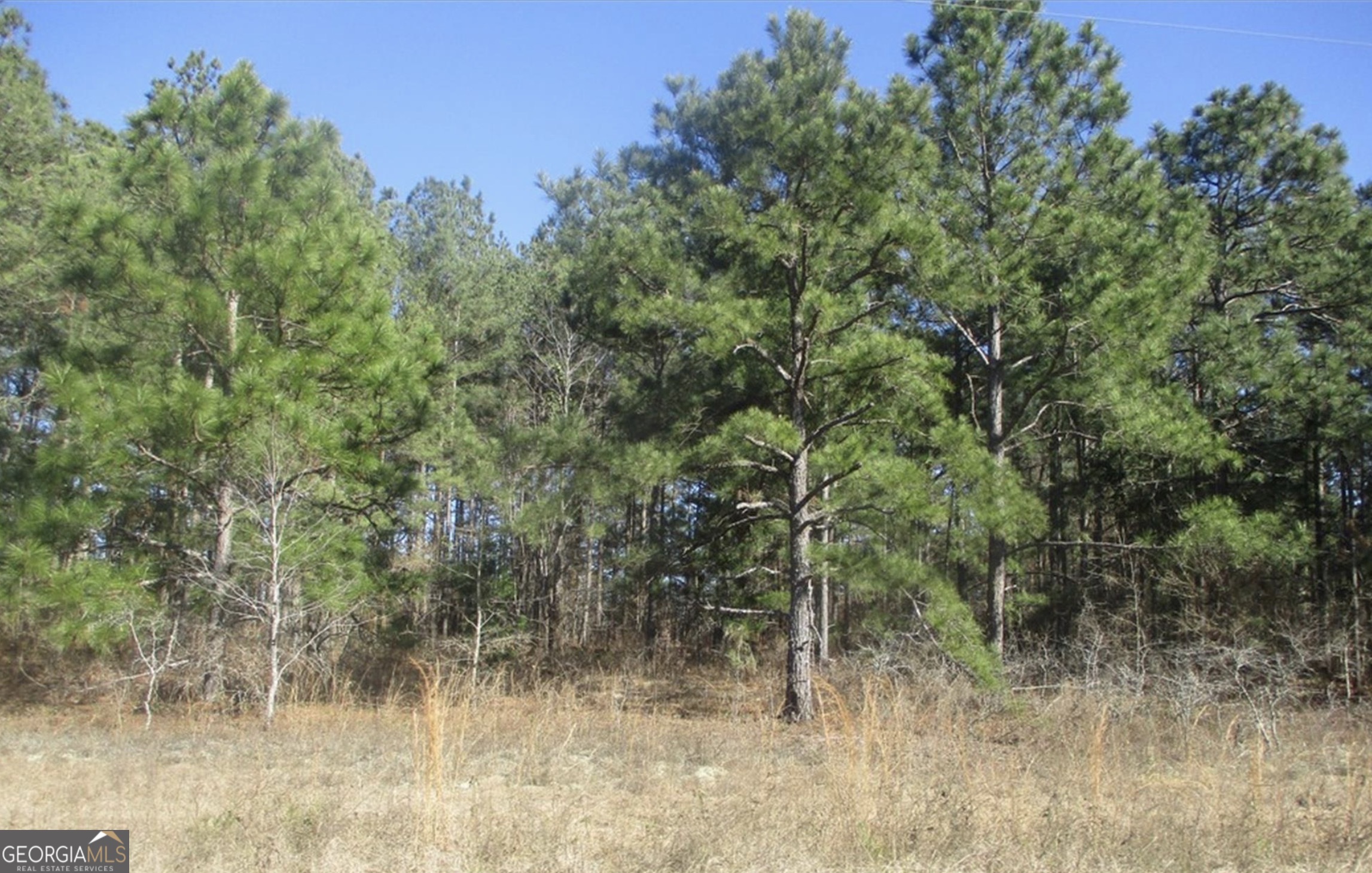 0 Mathews Road Roberta, GA 31078 - Photo 2 of 2 a view of a forest filled with trees