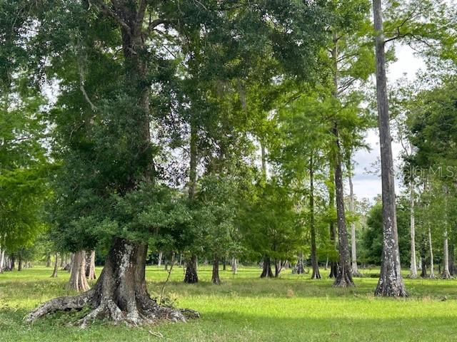 Tbd Corkwood Lane Astatula, FL 34705 - Photo 20 of 41 a view of a park with large trees