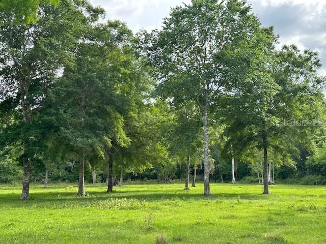 Tbd Corkwood Lane Astatula, FL 34705 - Photo 23 of 41 a view of a trees in a park