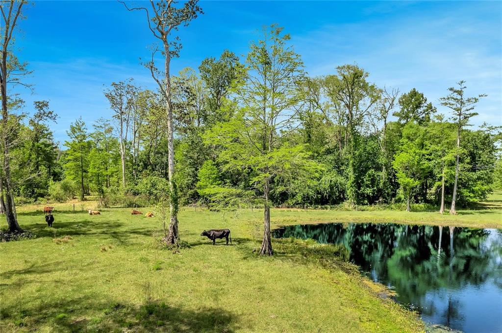Tbd Corkwood Lane Astatula, FL 34705 - Photo 5 of 41 a view of a lake with a yard