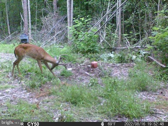 0 Mt Holly Road Montross, VA 22520 - Photo 2 of 8