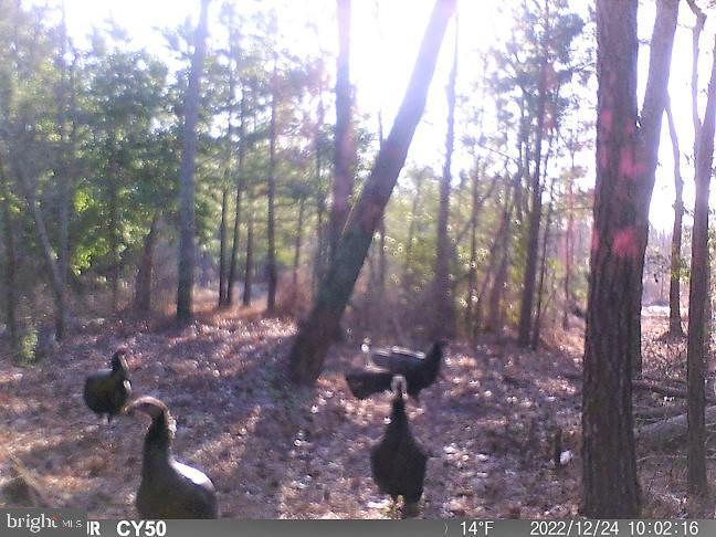 0 Mt Holly Road Montross, VA 22520 - Photo 3 of 8