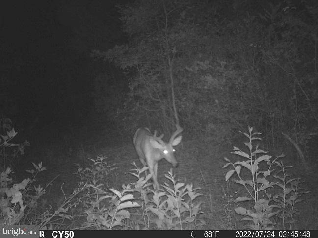 0 Mt Holly Road Montross, VA 22520 - Photo 5 of 8
