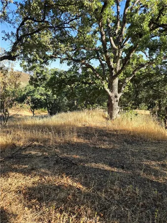 a view of a yard with a tree