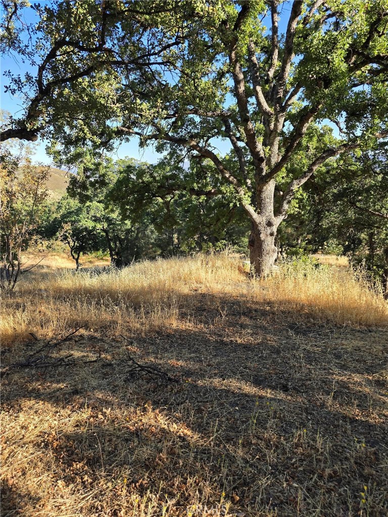 728 Watertrough Road Clearlake Oaks, CA 95423 - Photo 3 of 17 a view of a yard with a tree