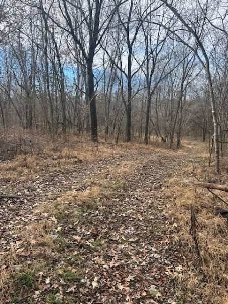 0 Mayo Road Clarksville, TN 37043 - Photo 3 of 5 a view of a yard with trees