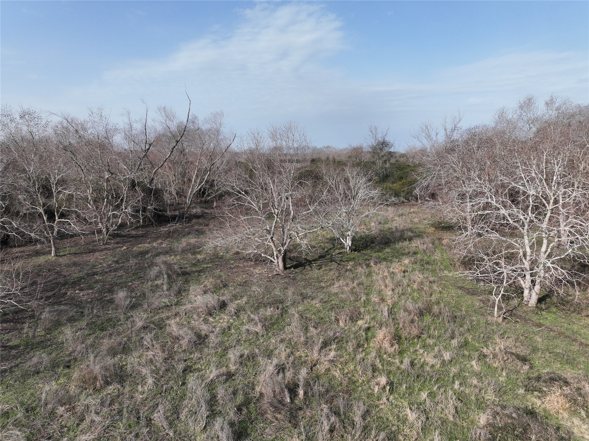 0 Schindler Road Alleyton, TX 78935 - Photo 34 of 39 South Woods area