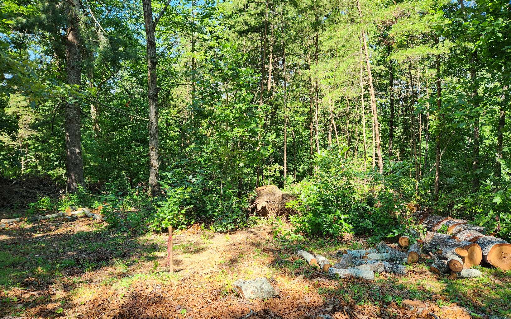 0 Foothills Drive Blue Ridge, GA 30513 - Photo 3 of 3 a view of a yard with plants and large trees