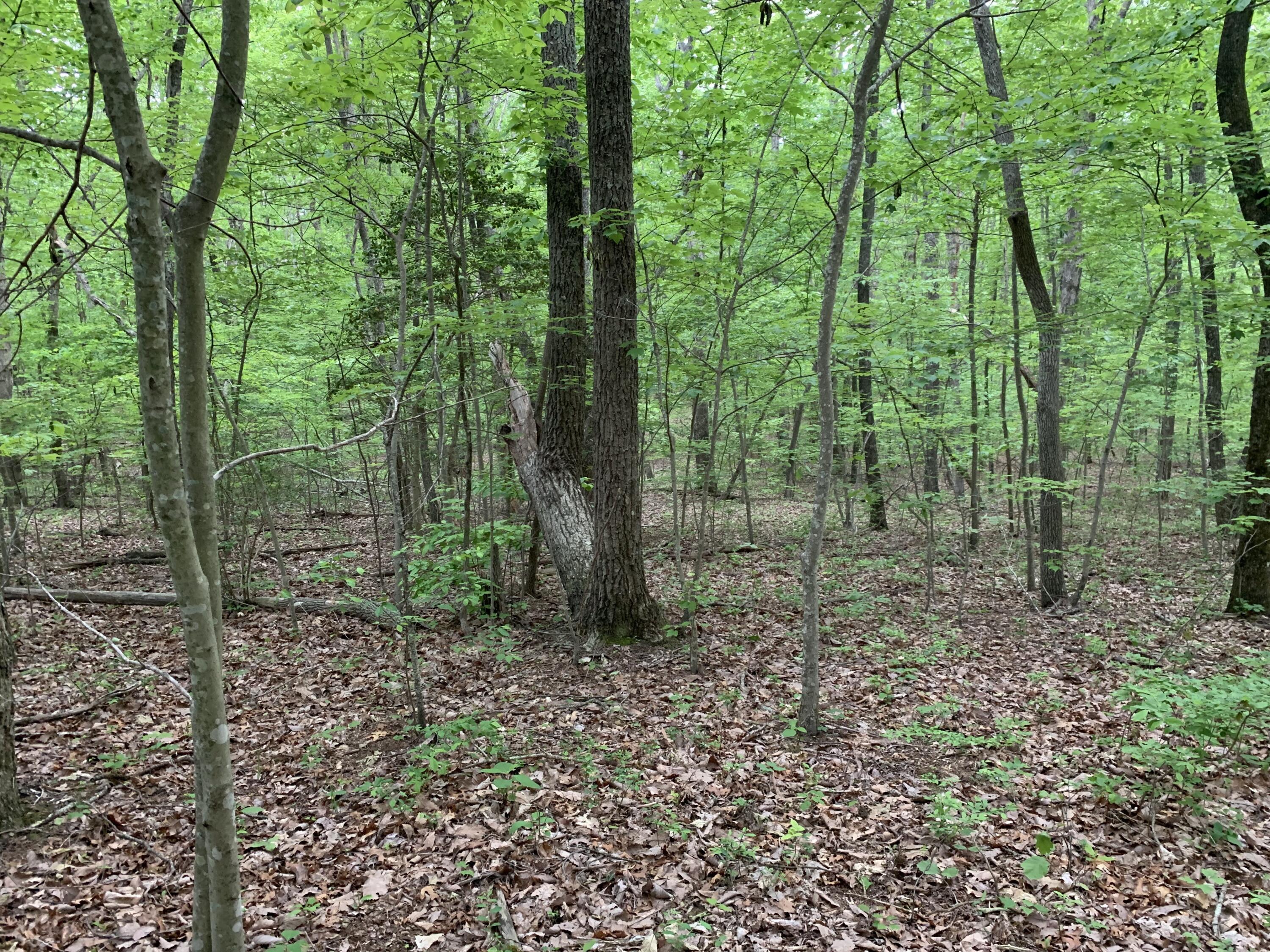 0 North Stewart Lane Rising Fawn, GA 30738 - Photo 1 of 4 IMG_3280