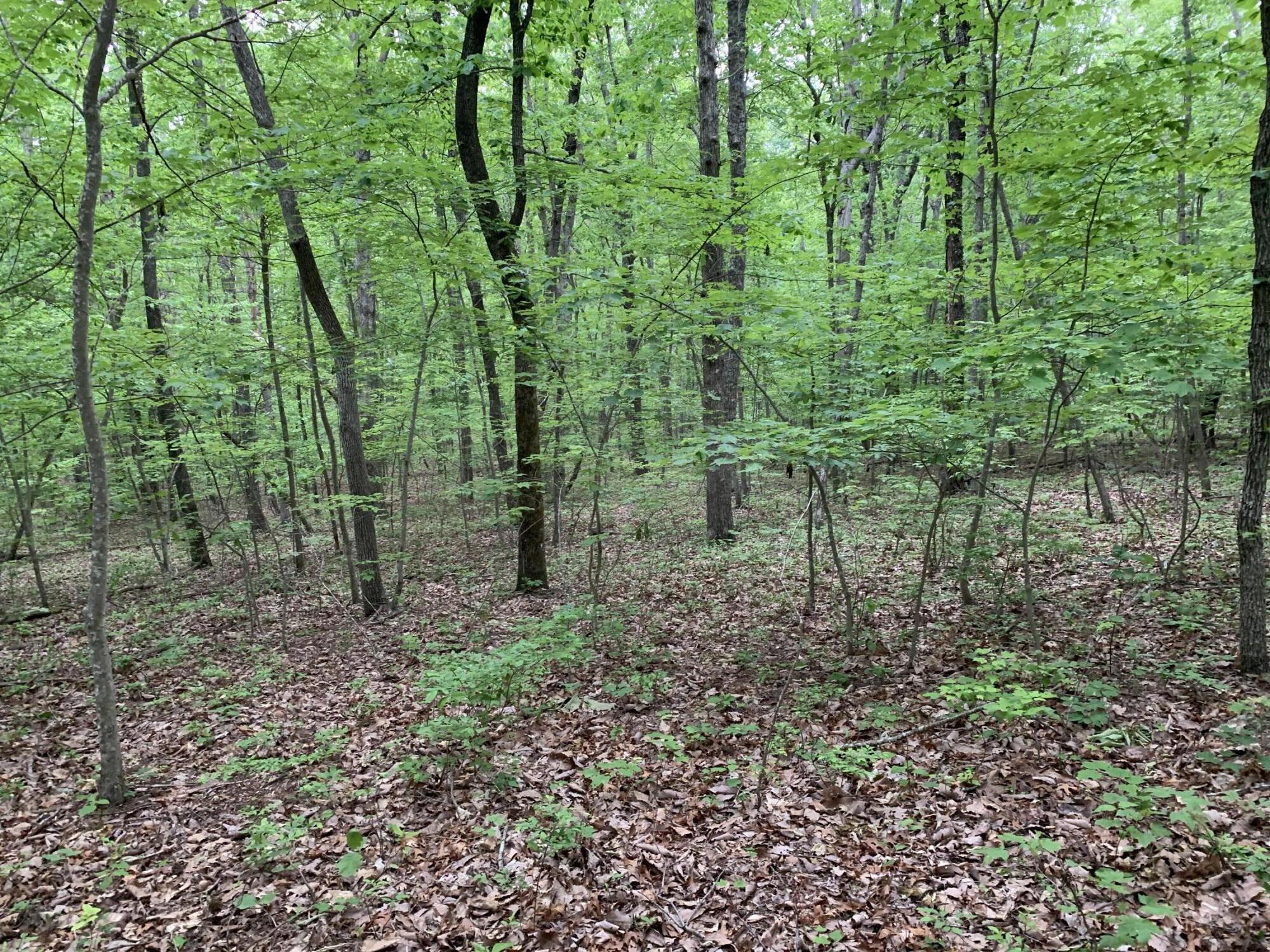 0 North Stewart Lane Rising Fawn, GA 30738 - Photo 2 of 4 IMG_3281