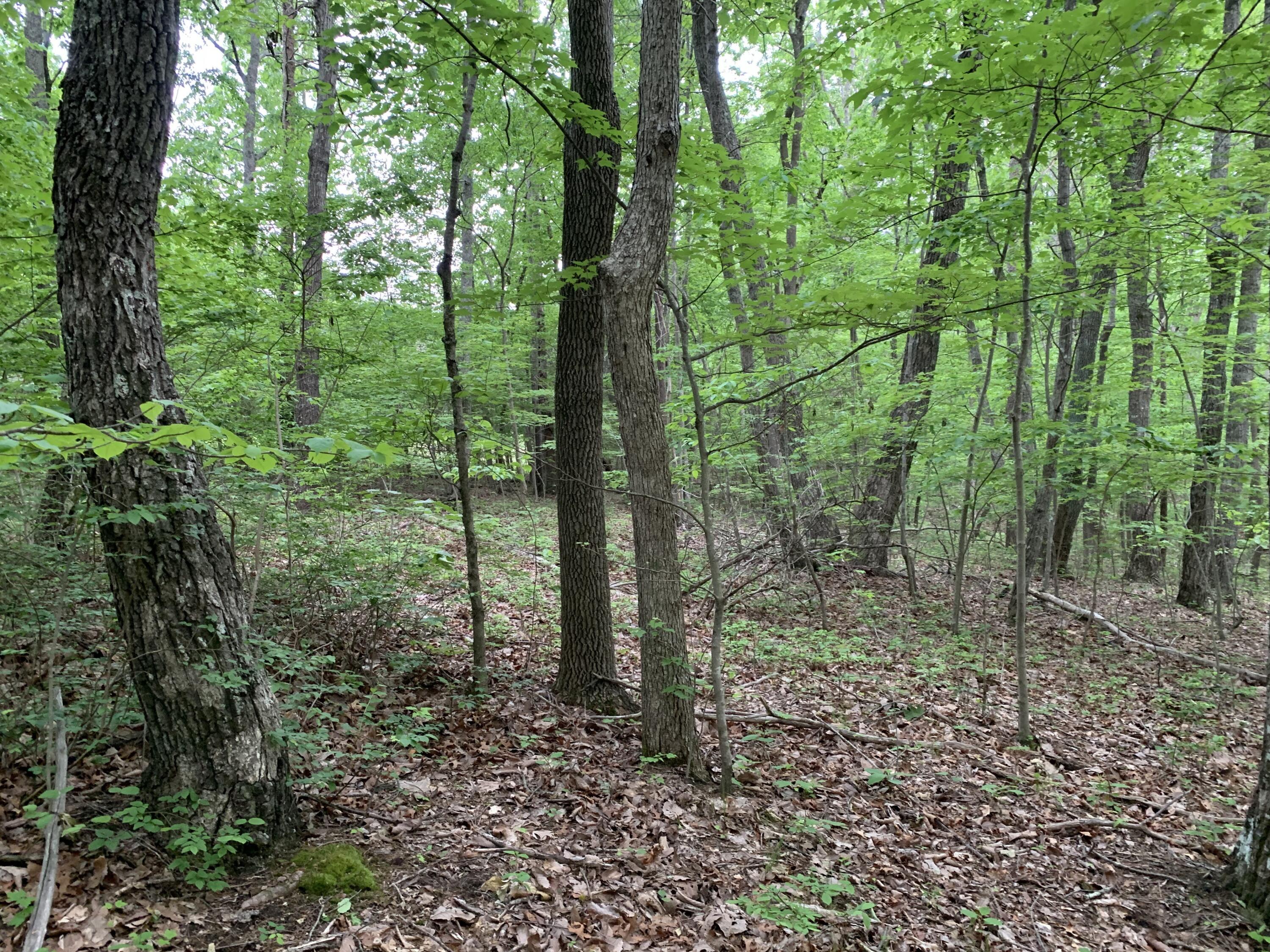 0 North Stewart Lane Rising Fawn, GA 30738 - Photo 3 of 4 IMG_3282