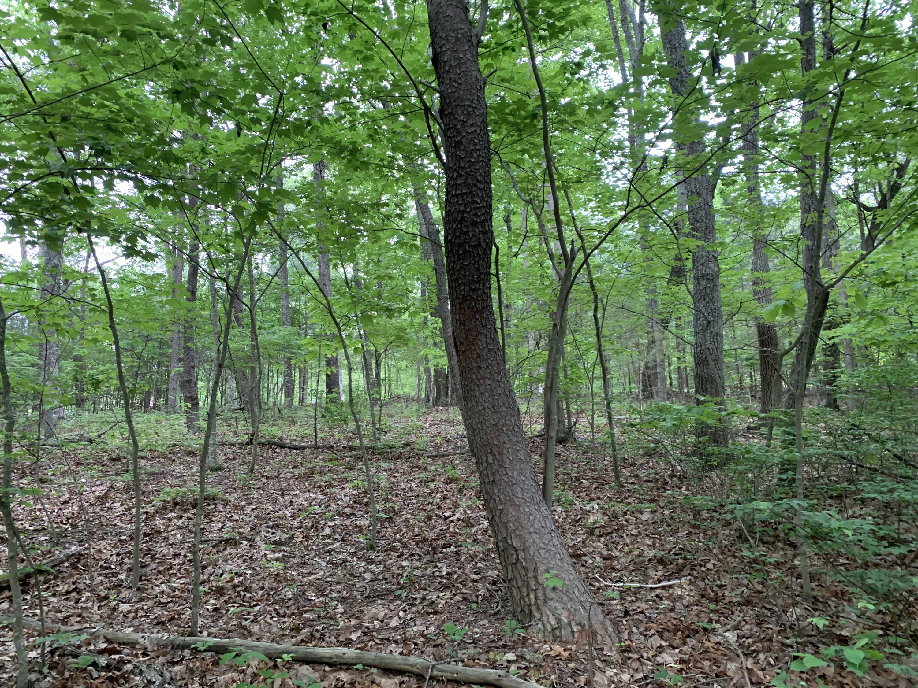 0 North Stewart Lane Rising Fawn, GA 30738 - Photo 4 of 4 IMG_3283
