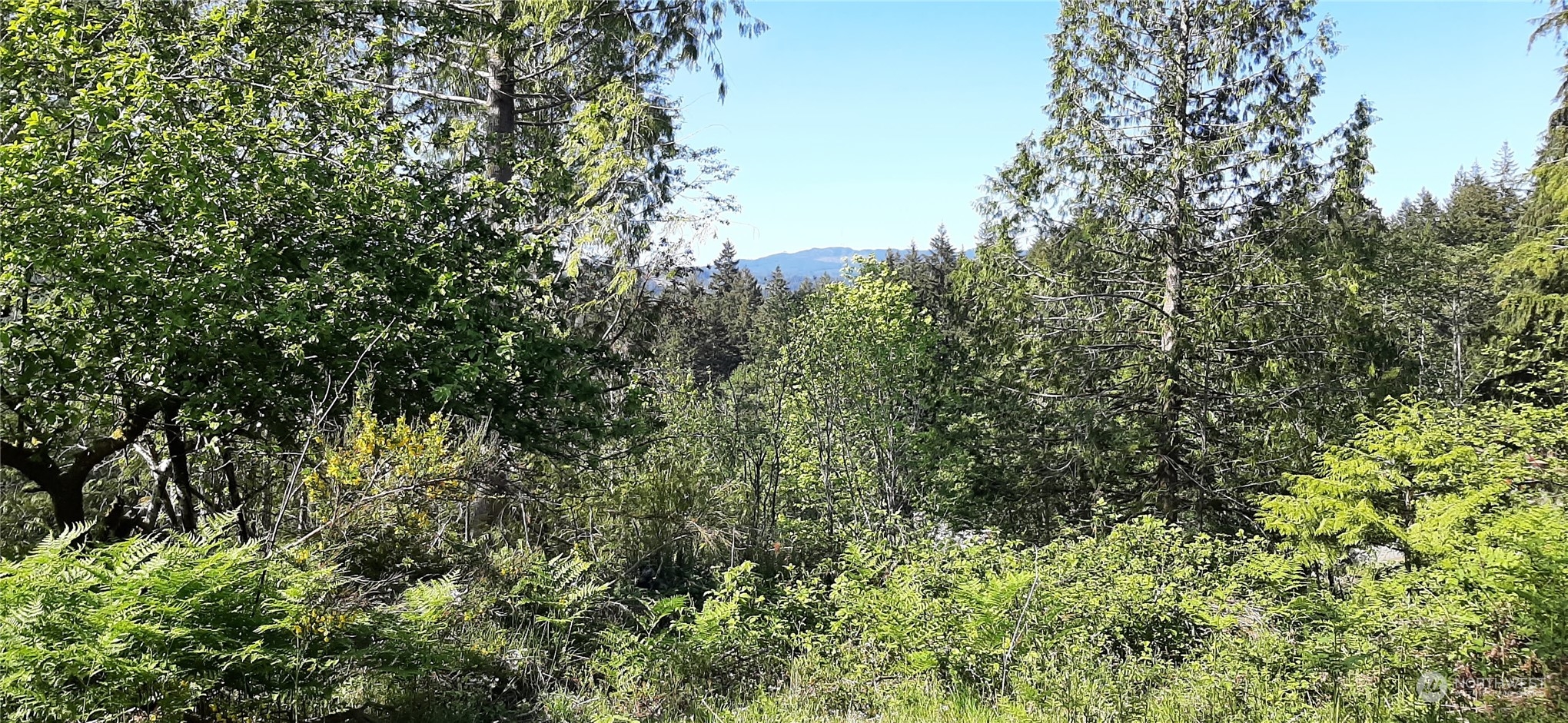 200 Northeast W J Way Belfair, WA 98528 - Photo 7 of 9 a view of a lush green forest