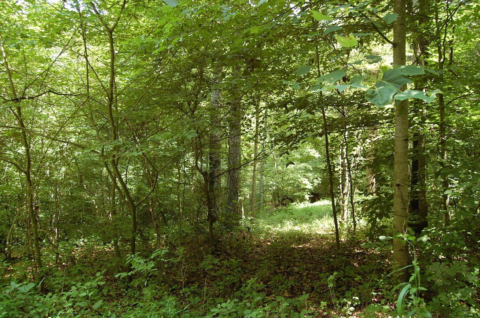 141 Spring Run Road Vinton, OH 45686 - Photo 24 of 50