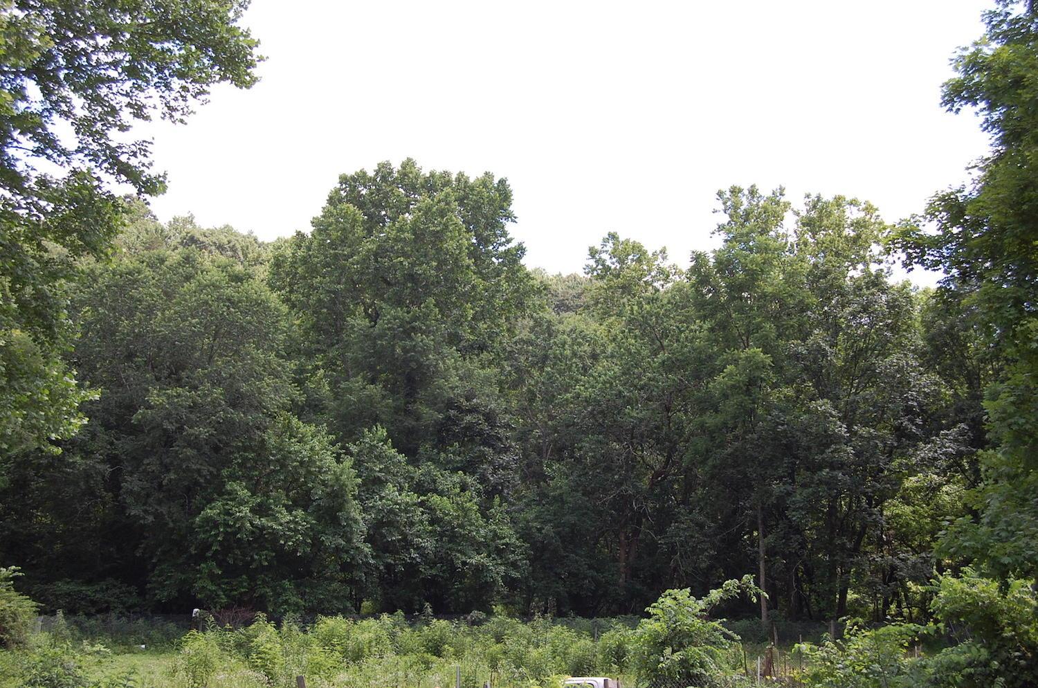 141 Spring Run Road Vinton, OH 45686 - Photo 43 of 50