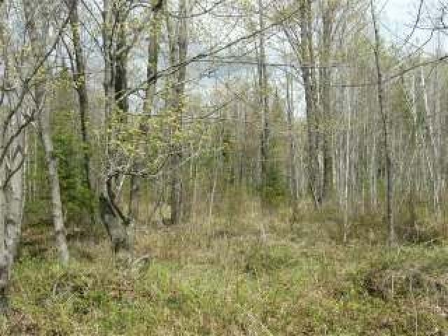 Lot 3 Pine Lake Road Rhinelander, WI 54501 - Photo 3 of 9 Gallery Image 3