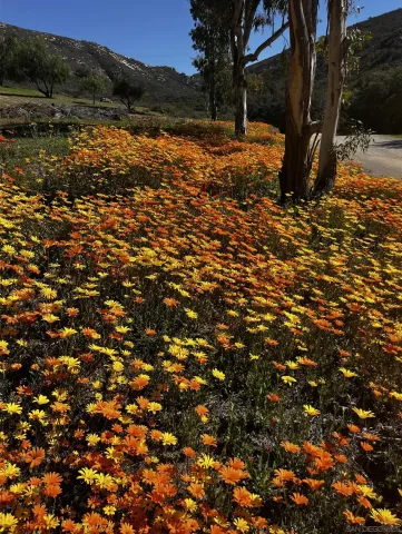 a view of a yard with a tree