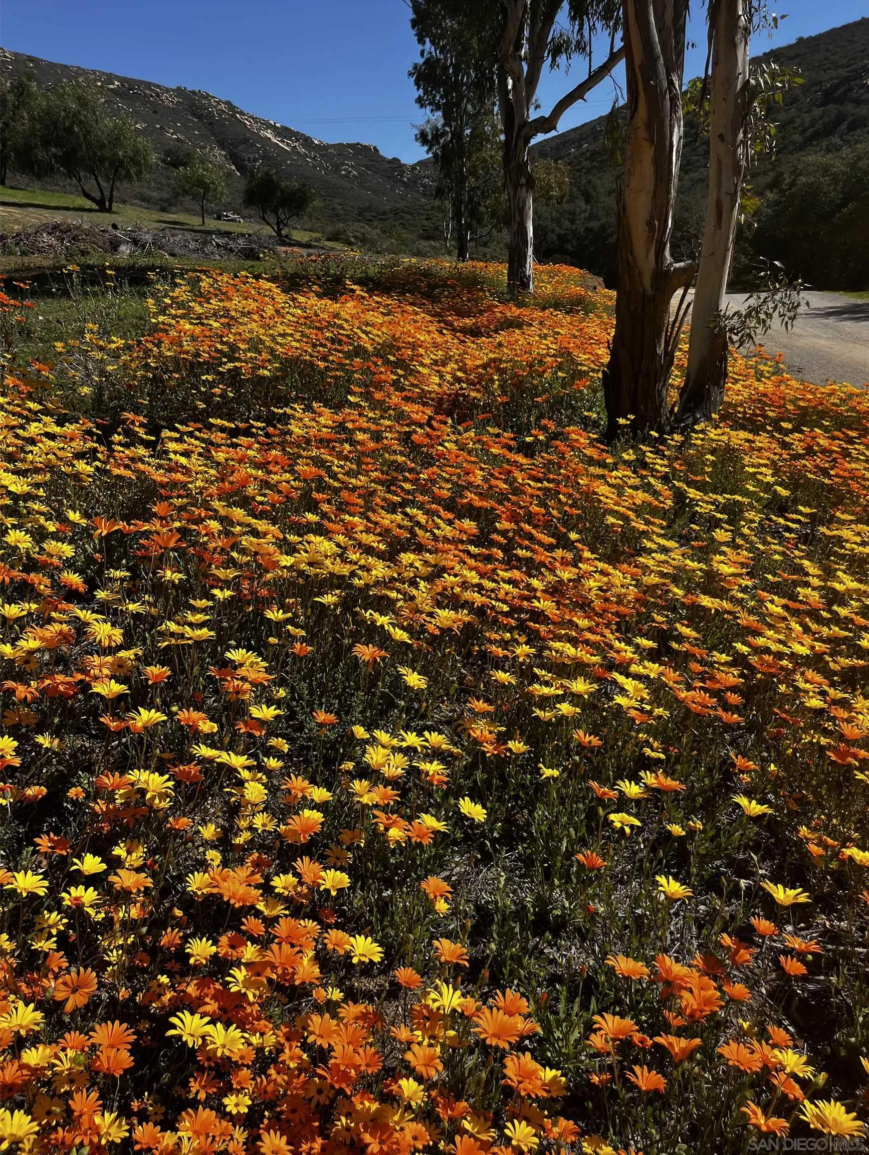 21908 Japatul Lane Alpine, CA 91901 - Photo 47 of 47 a view of a yard with a tree