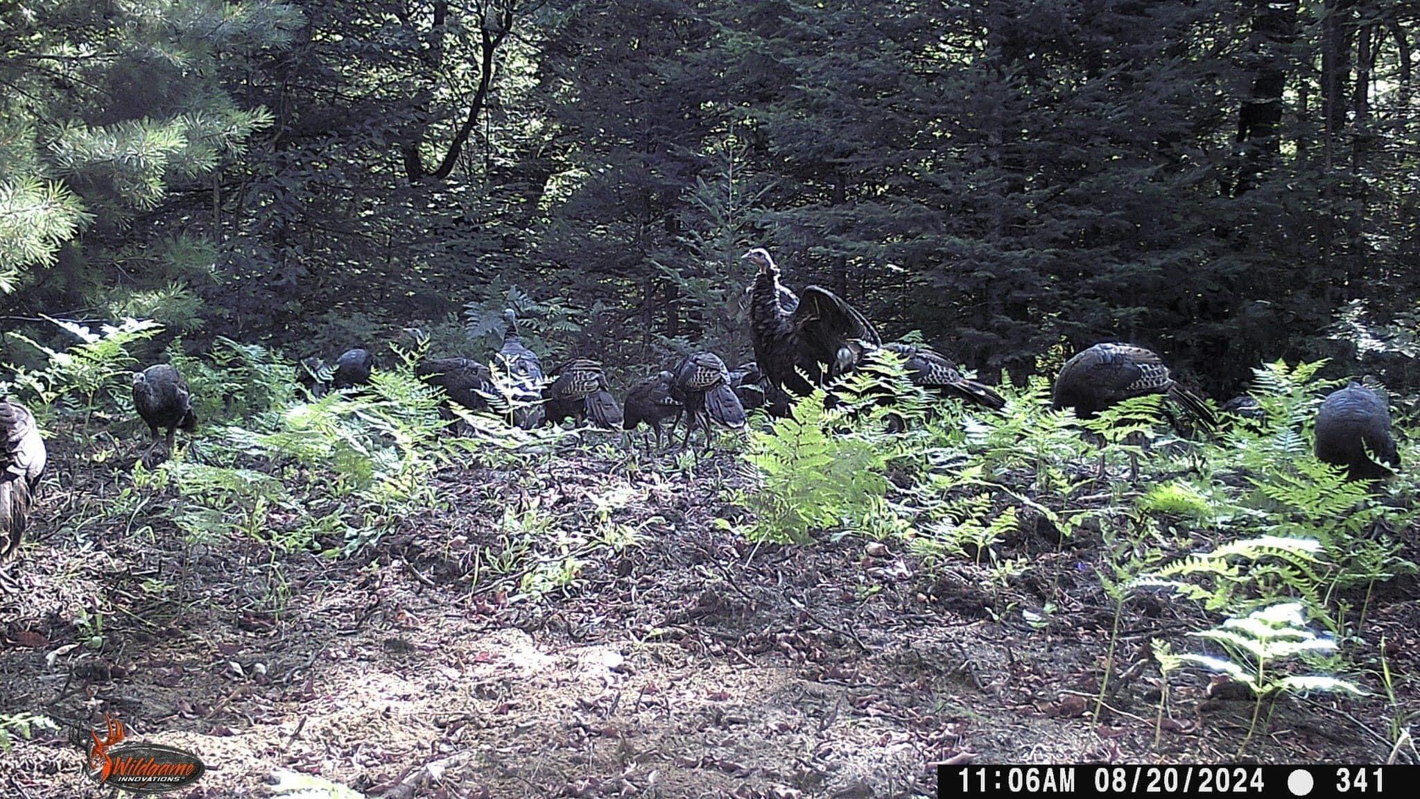 1065 North Powerline Road Germfask, MI 49836 - Photo 13 of 16 Gallery Image 13
