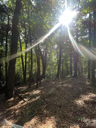 a view of a forest with trees in the background