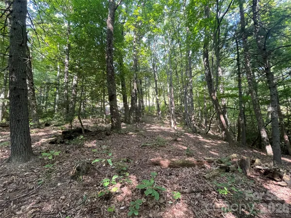 a view of a forest with trees in the background