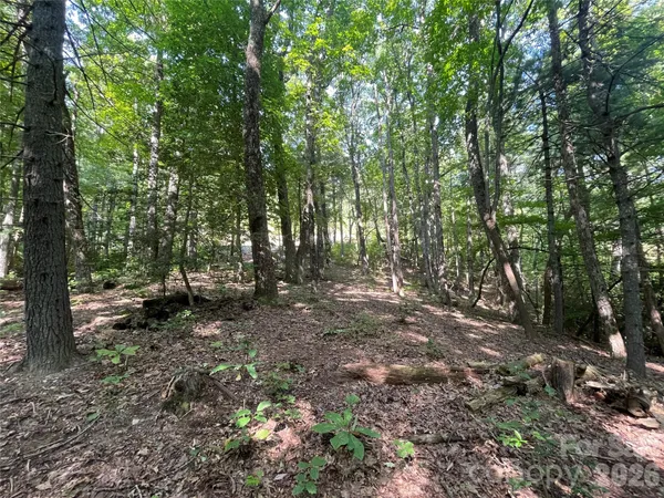 a view of a forest with trees in the background