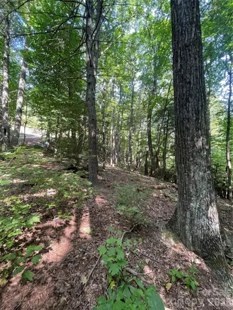 a view of outdoor space and tree